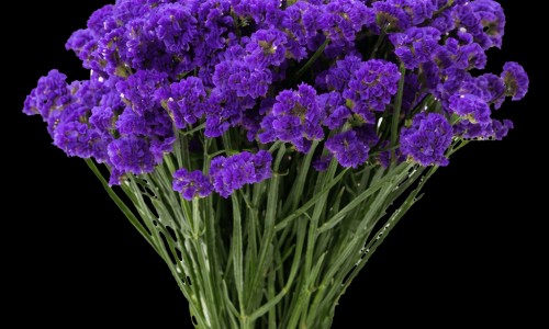金银花菊花枸杞决明子泡水喝的功效